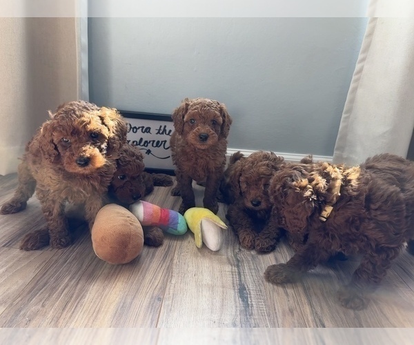 Medium Photo #3  Breeder Profile in DALY CITY, CA, USA