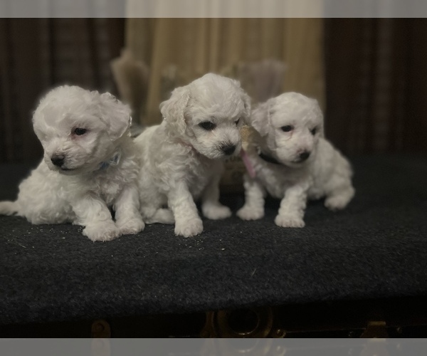 Medium Photo #1  Breeder Profile in KINGFISHER, OK, USA