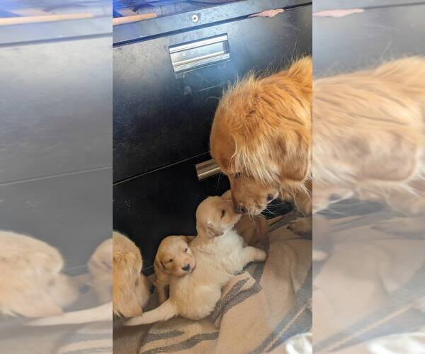 Medium Photo #5  Breeder Profile in LAS CRUCES, NM, USA