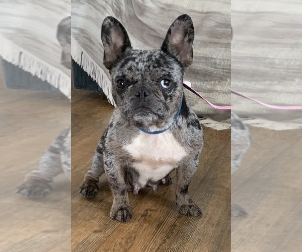 Medium Photo #2  Breeder Profile in ROCK STREAM, NY, USA