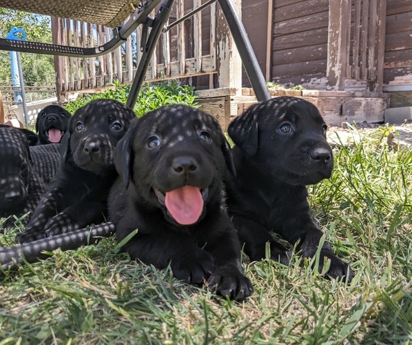 Medium Photo #1  Breeder Profile in CANON CITY, CO, USA