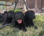 Small breeder photo