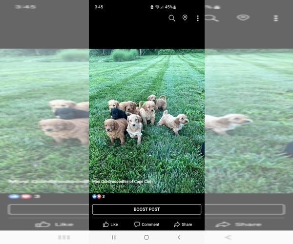 Medium Photo #1  Breeder Profile in MARSTONS MILLS, MA, USA