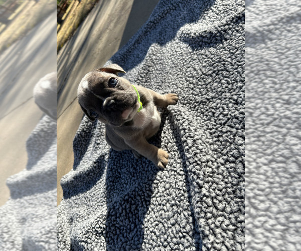 Medium Photo #7  Breeder Profile in AMARILLO, TX, USA