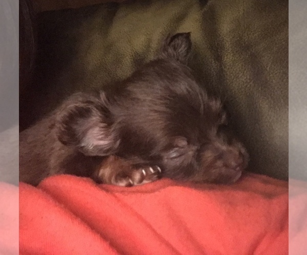 Medium Photo #1  Breeder Profile in BLACKSTONE, VA, USA