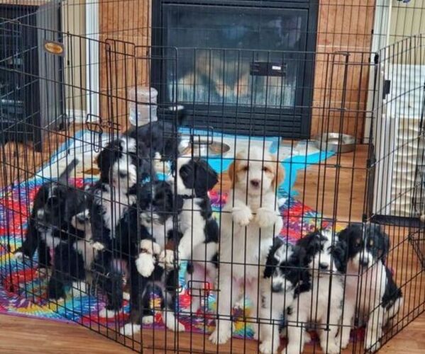 Medium Photo #1  Breeder Profile in INDIANAPOLIS, IN, USA