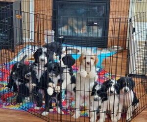 Bernedoodle Dog Breeder near INDIANAPOLIS, IN, USA