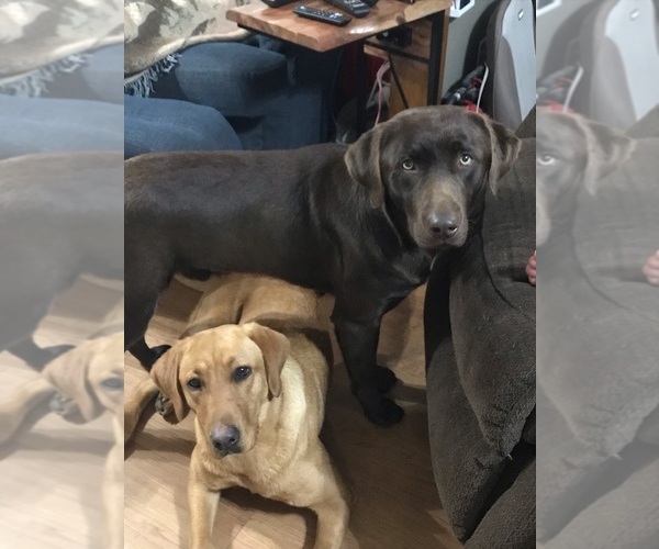 Medium Photo #1  Breeder Profile in MILL SPRING, NC, USA