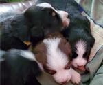 Small #1 Breeder Profile image