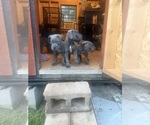 Small Photo #4  Breeder Profile in SHELBY, NC, USA