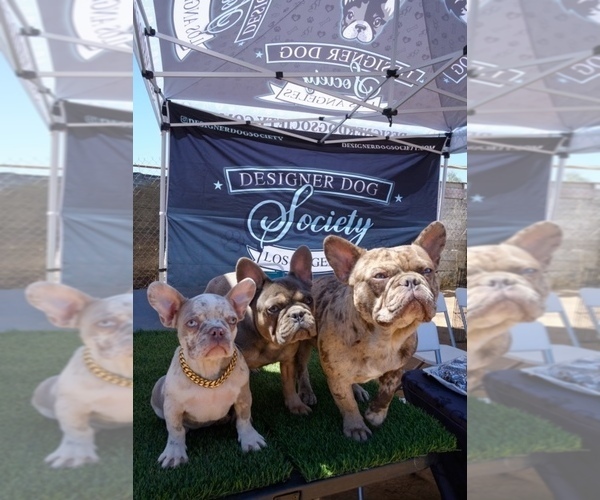 Medium Photo #1  Breeder Profile in LA TUNA CANYON, CA, USA