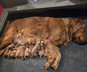 Golden Retriever Dog Breeder near FRESNO, CA, USA