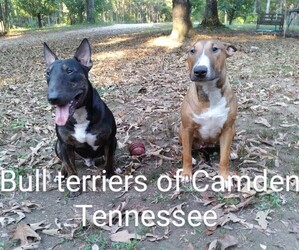 Bull Terrier Dog Breeder near CAMDEN, TN, USA