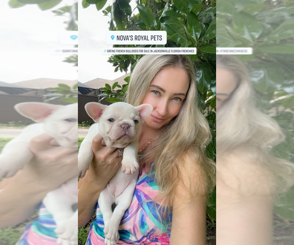 Medium Photo #9  Breeder Profile in SAINT JOHNS, FL, USA