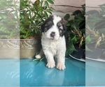 Small breeder photo