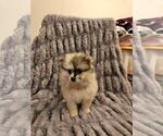 Small #12 Breeder Profile image