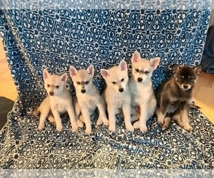Main photo of Alaskan Klee Kai Dog Breeder near SHADLE GARLAND, WA, USA