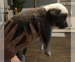 Small #4 Breeder Profile image
