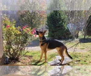 German Shepherd Dog Dog Breeder near ROCKY MOUNT, VA, USA