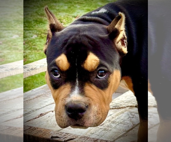 Medium Photo #3  Breeder Profile in FORT MITCHELL, AL, USA