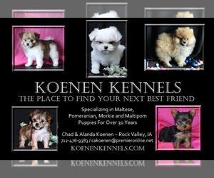 Maltese Dog Breeder near ROCK VALLEY, IA, USA