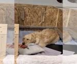 Small #19 Breeder Profile image