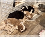 Small Photo #7  Breeder Profile in WAXAHACHIE, TX, USA