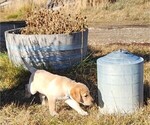 Small breeder photo