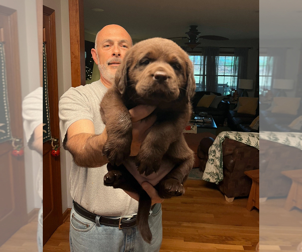 Medium Photo #2  Breeder Profile in HIGH POINT, NC, USA