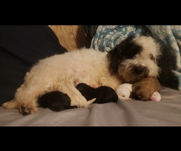 Medium Photo #1  Breeder Profile in VIRGILINA, VA, USA