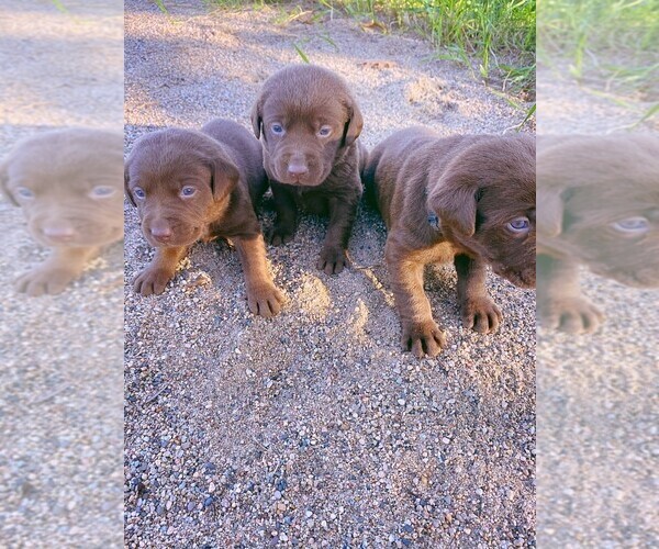 Medium Photo #1  Breeder Profile in AVON, MN, USA