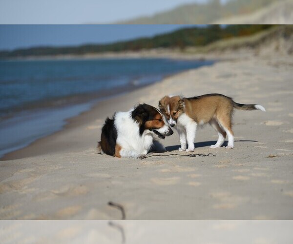 Medium Photo #24  Breeder Profile in PARIS, MI, USA