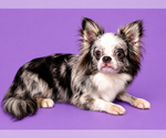 Small #6 Breeder Profile image