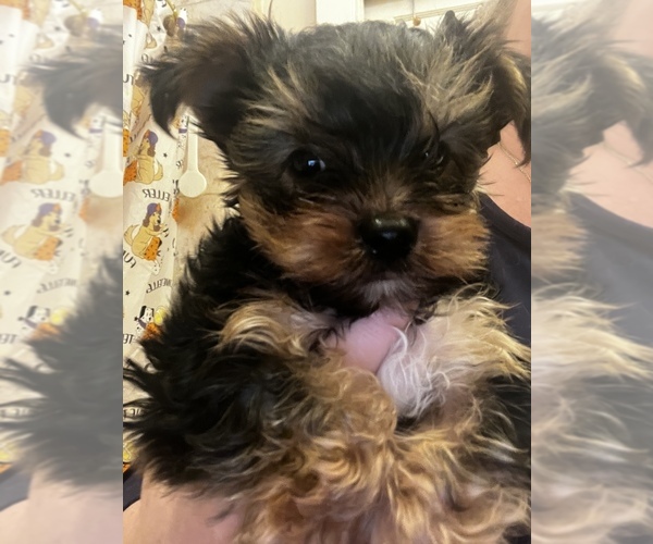 Medium Photo #19  Breeder Profile in MACON, GA, USA