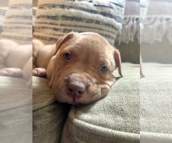 Medium Photo #27  Breeder Profile in GOSHEN, KY, USA