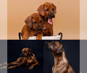 Main photo of Rhodesian Ridgeback Dog Breeder near LEANDER, TX, USA