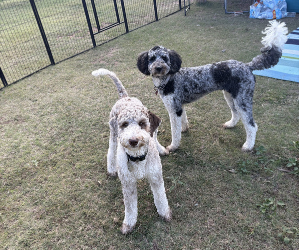 Medium Photo #6  Breeder Profile in LUBBOCK, TX, USA