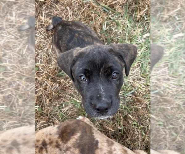 Medium Photo #11  Breeder Profile in WESTFIELD, NC, USA