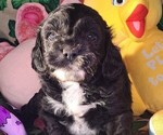 Small #1 Breeder Profile image
