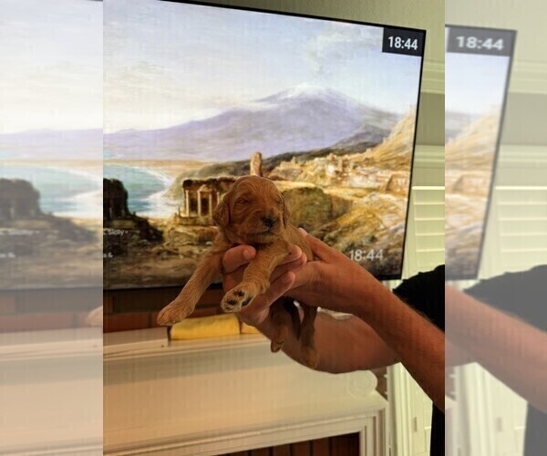 Medium Photo #19  Breeder Profile in FOUNTAIN VALLEY, CA, USA