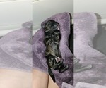 Small #11 Breeder Profile image