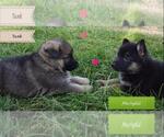 Small #13 Breeder Profile image