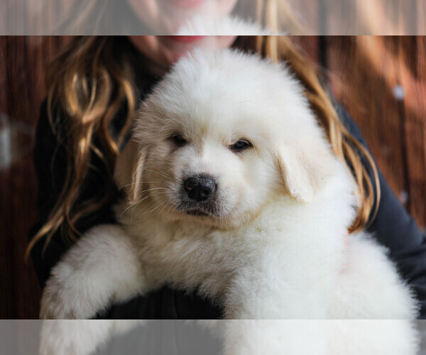Medium Photo #99  Breeder Profile in POWDER SPRINGS, GA, USA