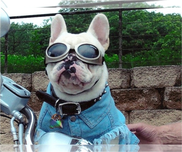 Medium Photo #1  Breeder Profile in WHITESBORO, TX, USA