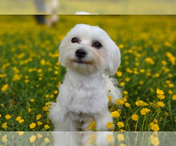 Medium Photo #26  Breeder Profile in BARREN SPRINGS, VA, USA
