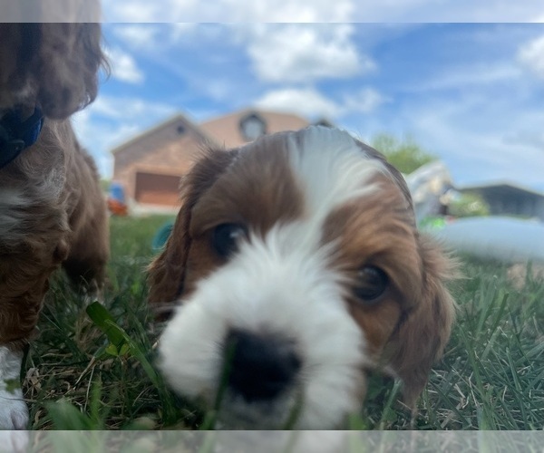 Medium Photo #8  Breeder Profile in REEDS SPRING, MO, USA