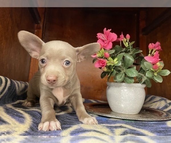 Medium Photo #23  Breeder Profile in WHITAKERS, NC, USA