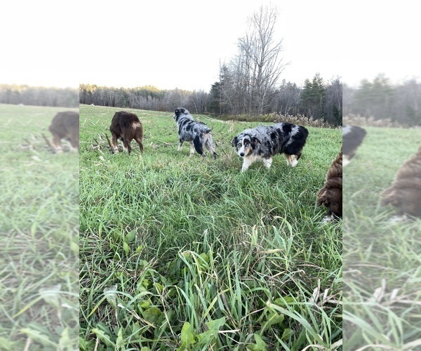 Medium Photo #22  Breeder Profile in BELMONT, VT, USA