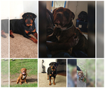 Small breeder photo