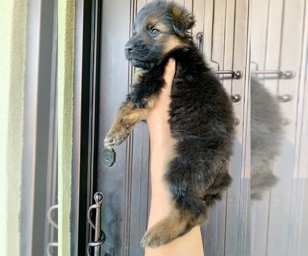 Medium Photo #196  Breeder Profile in PINON HILLS, CA, USA